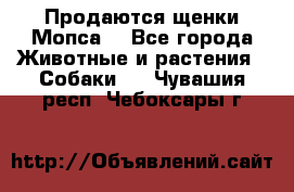 Продаются щенки Мопса. - Все города Животные и растения » Собаки   . Чувашия респ.,Чебоксары г.